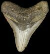 Megalodon Tooth - North Carolina #45632-1